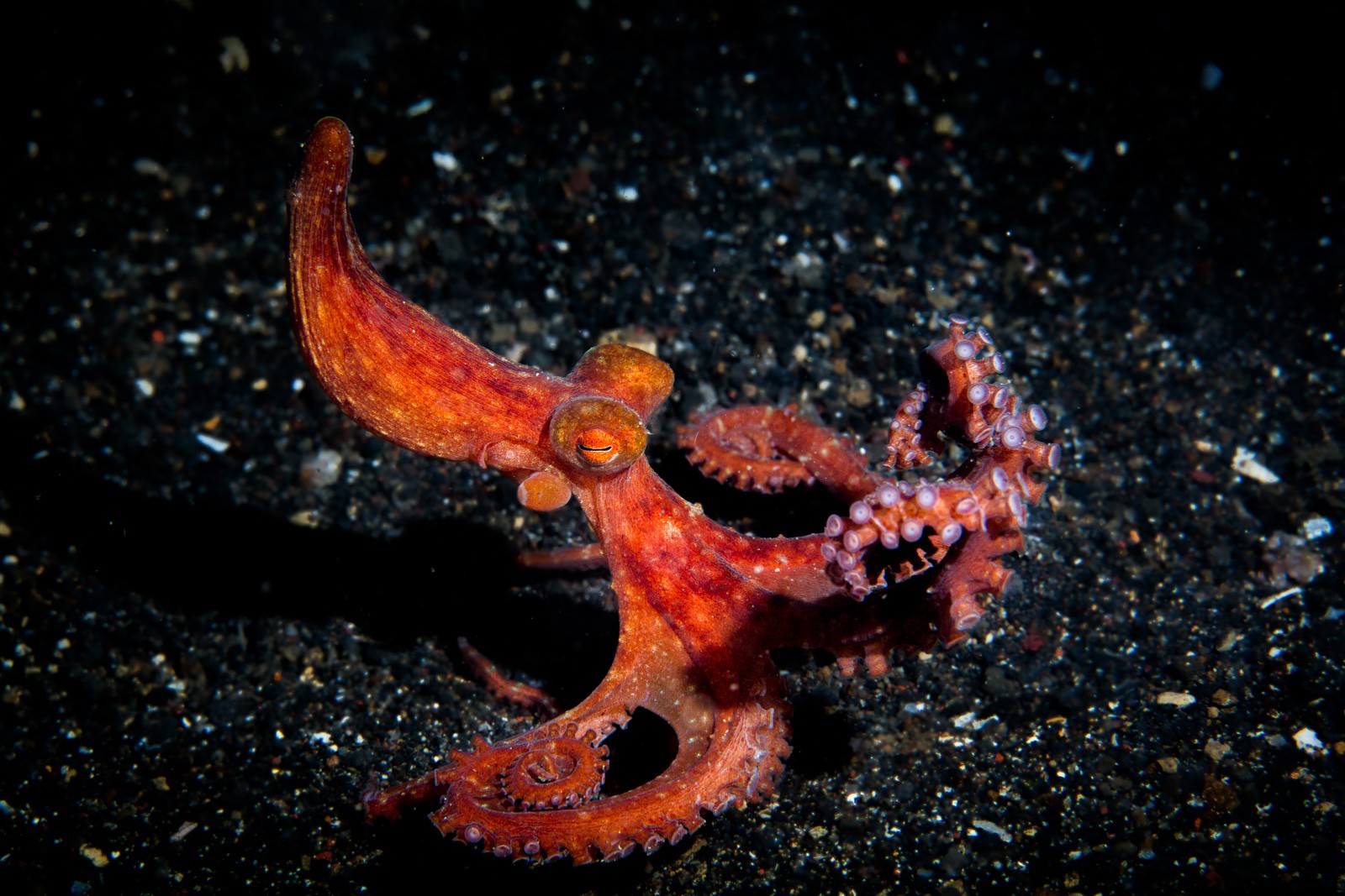 Red night octopus on black sand, arms raised, Lembeh Strait