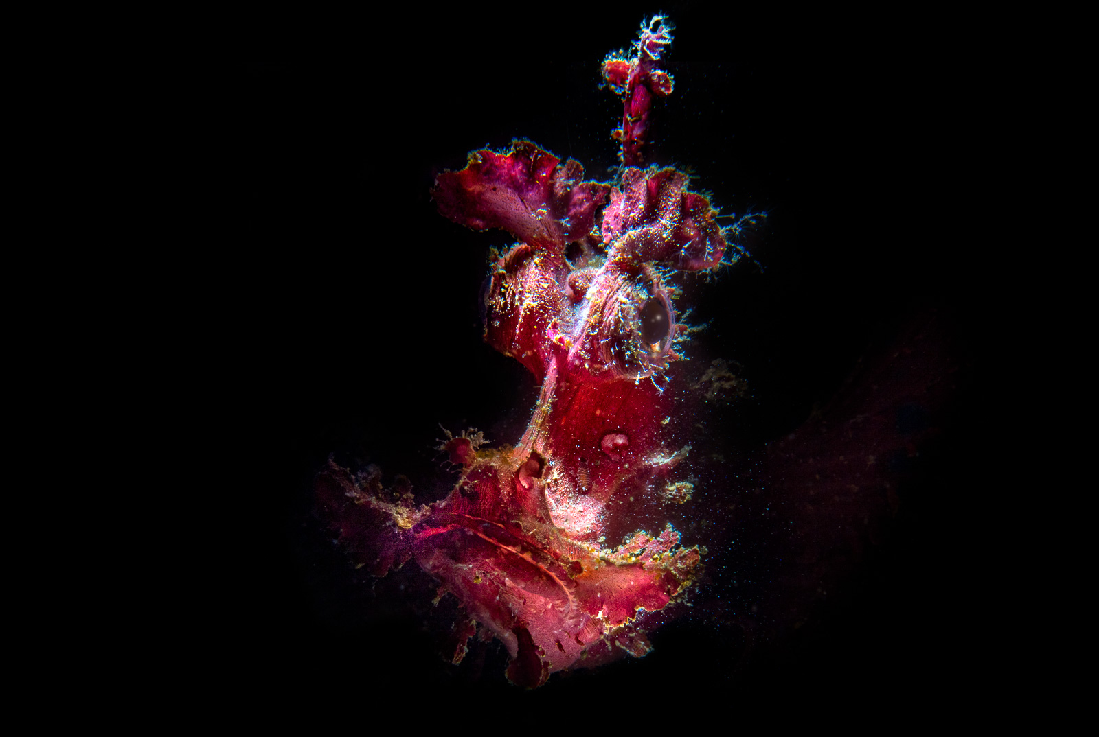 A magenta Rhinopias scorpionfish, the Lembeh Strait