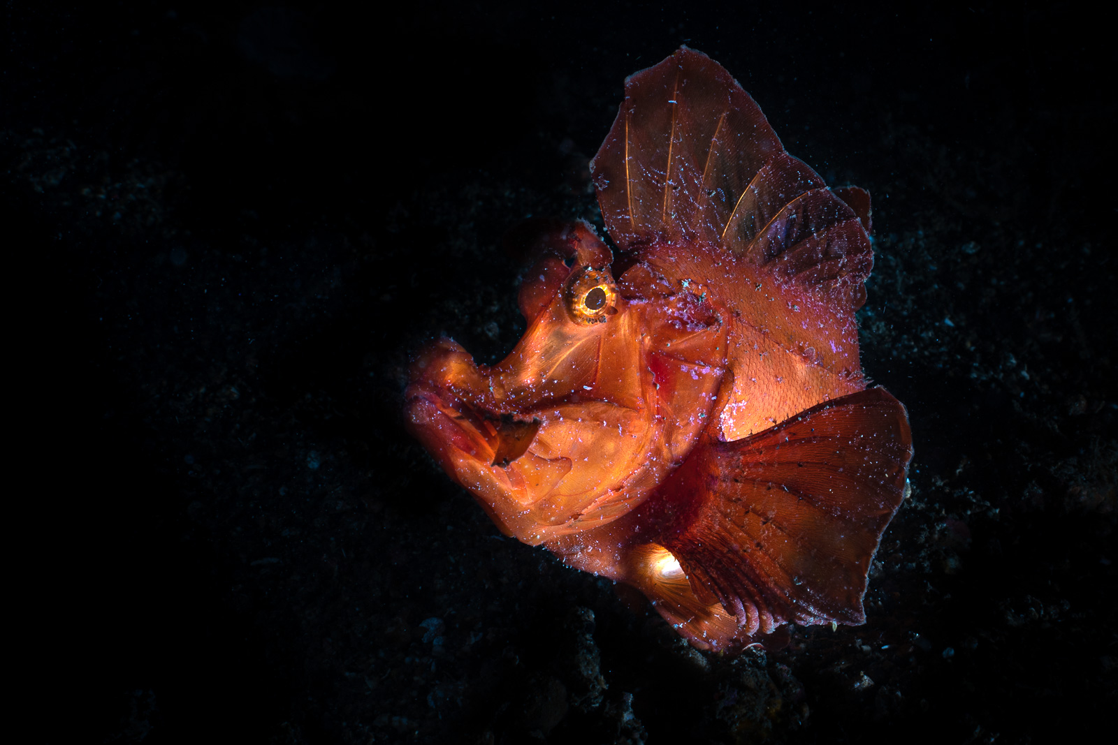 Lembeh Strait
