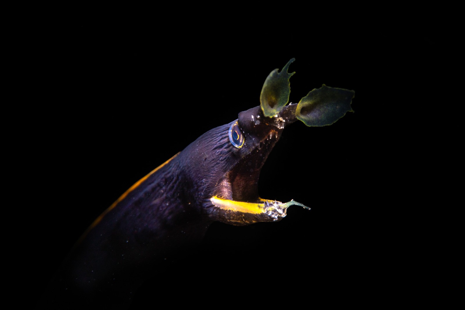 Ribbon eel FEEDING, prey in mouth, Lembeh Strait