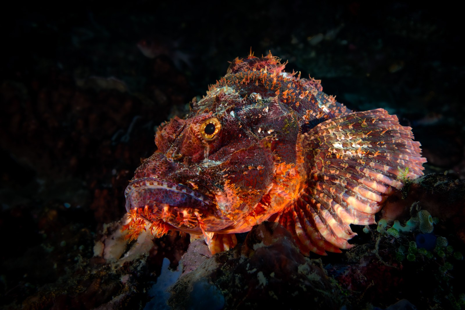 Scorpionfish, Scorpaenopsis sp., Lembeh Strait