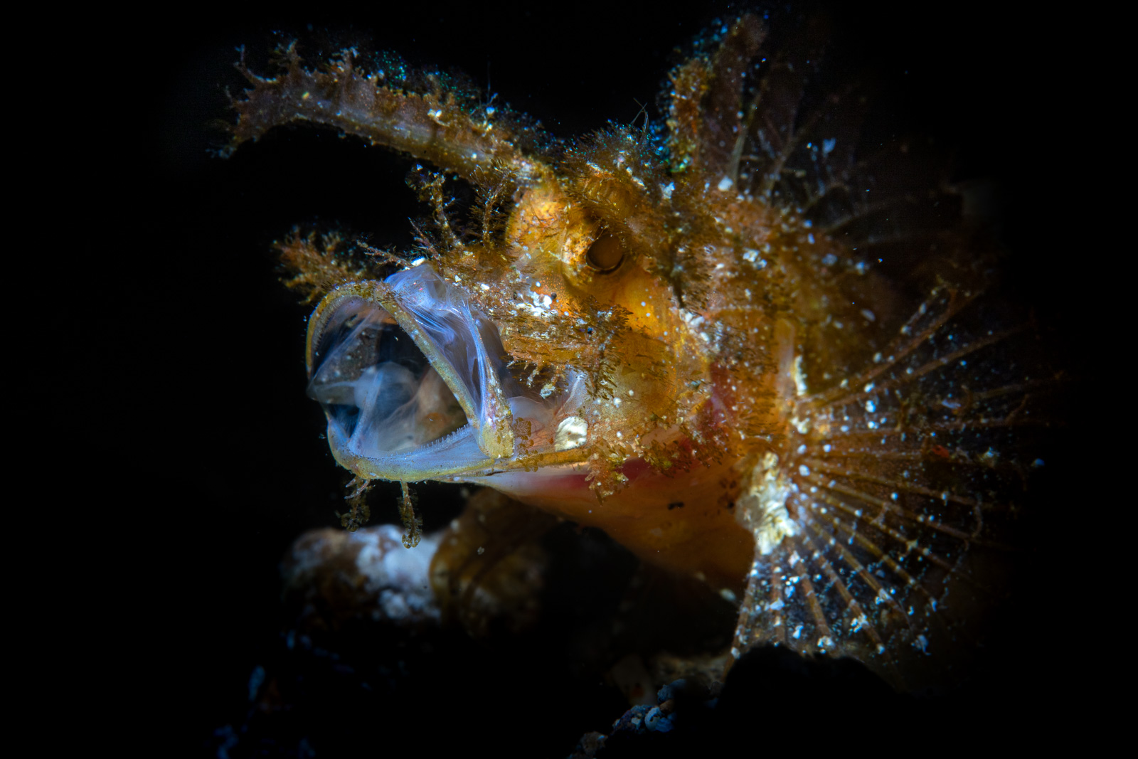 Lembeh Strait