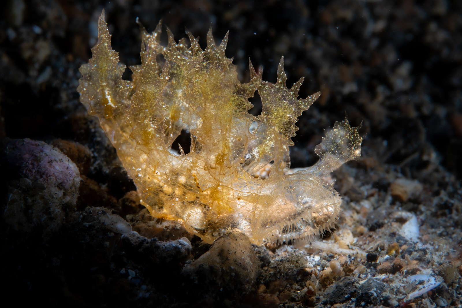 Sea slug, ruffled gold-flecked mantle, Lembeh Strait