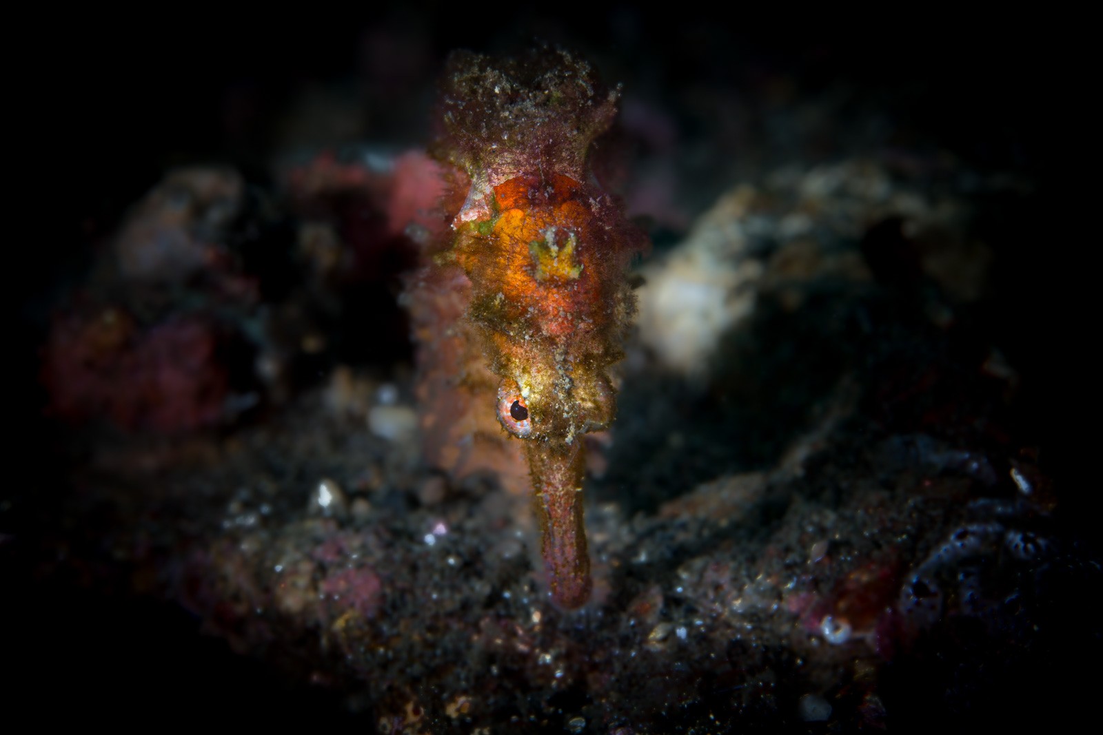 Seahorse on rubble, Lembeh Strait