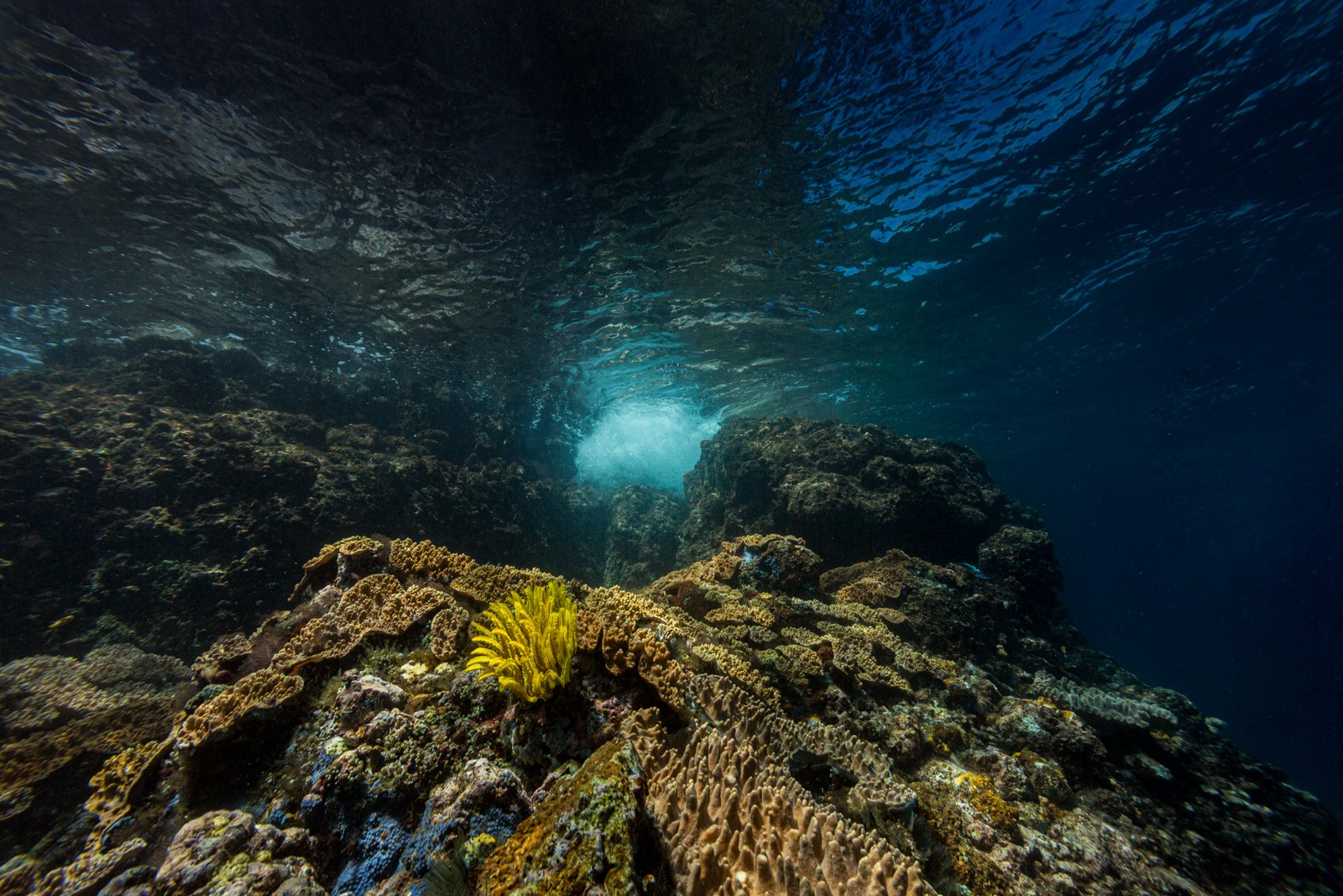 Shallow reef top with sunburst (n/a), Lembeh Strait