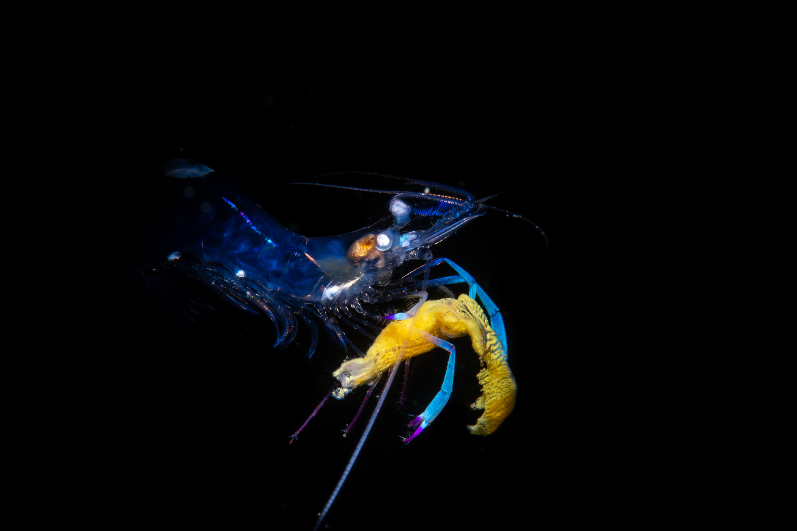Shrimp on black in blue and yellow, Lembeh