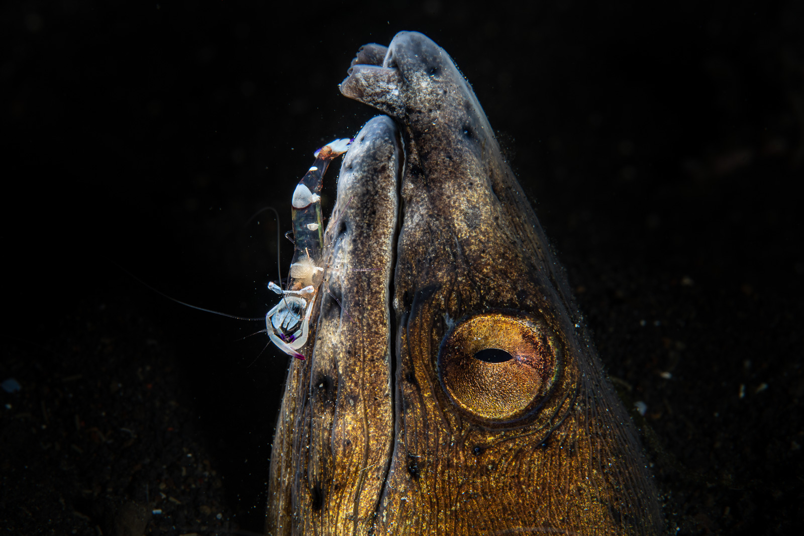 Snake eel cleaner shrimp, Lembeh Strait