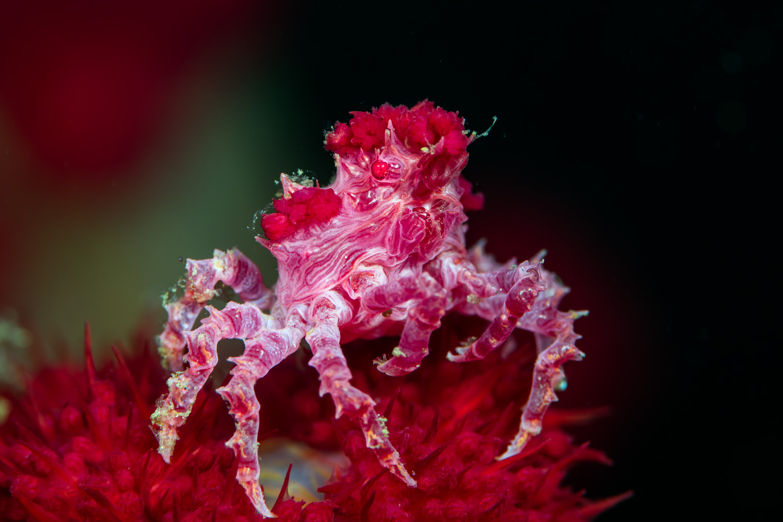 Lembeh Strait