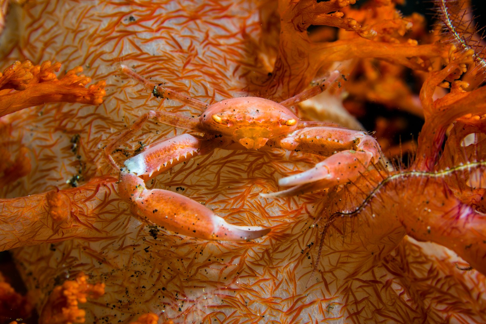Soft coral crab on orange soft coral, Lembeh Strait