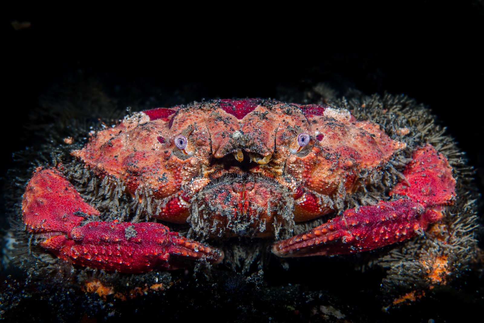 Sponge/decorator crab, frontal, purple eyes, Lembeh Strait