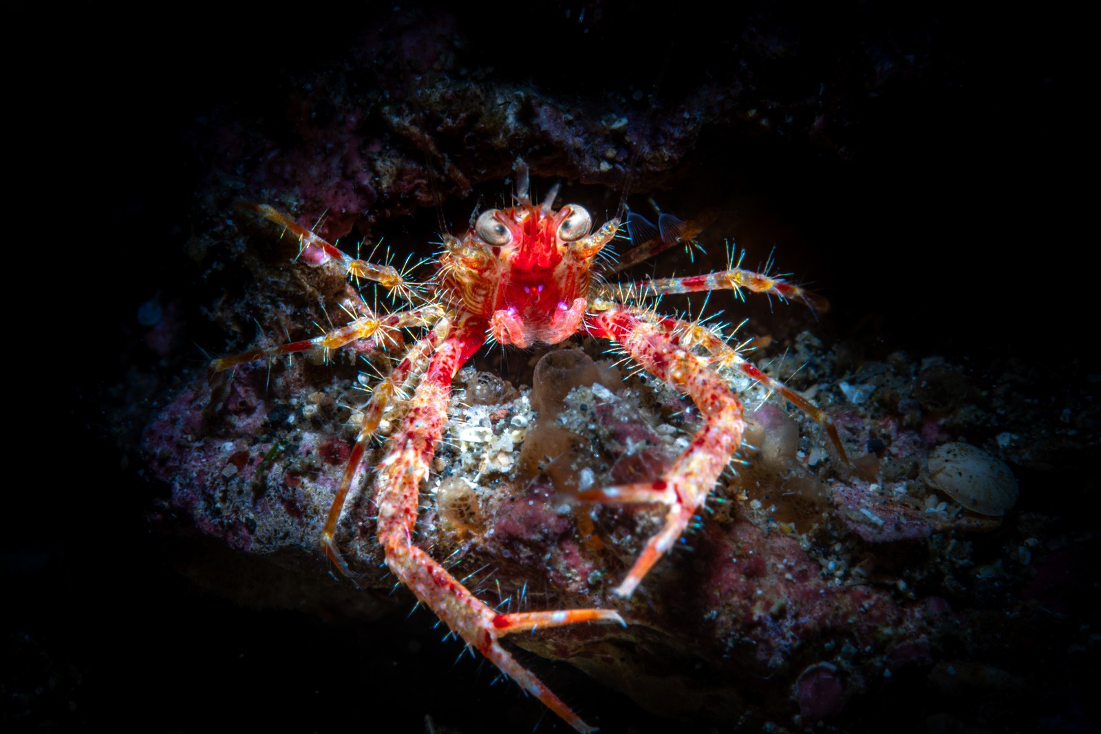 Squat lobster, red face, frontal, Lembeh Strait