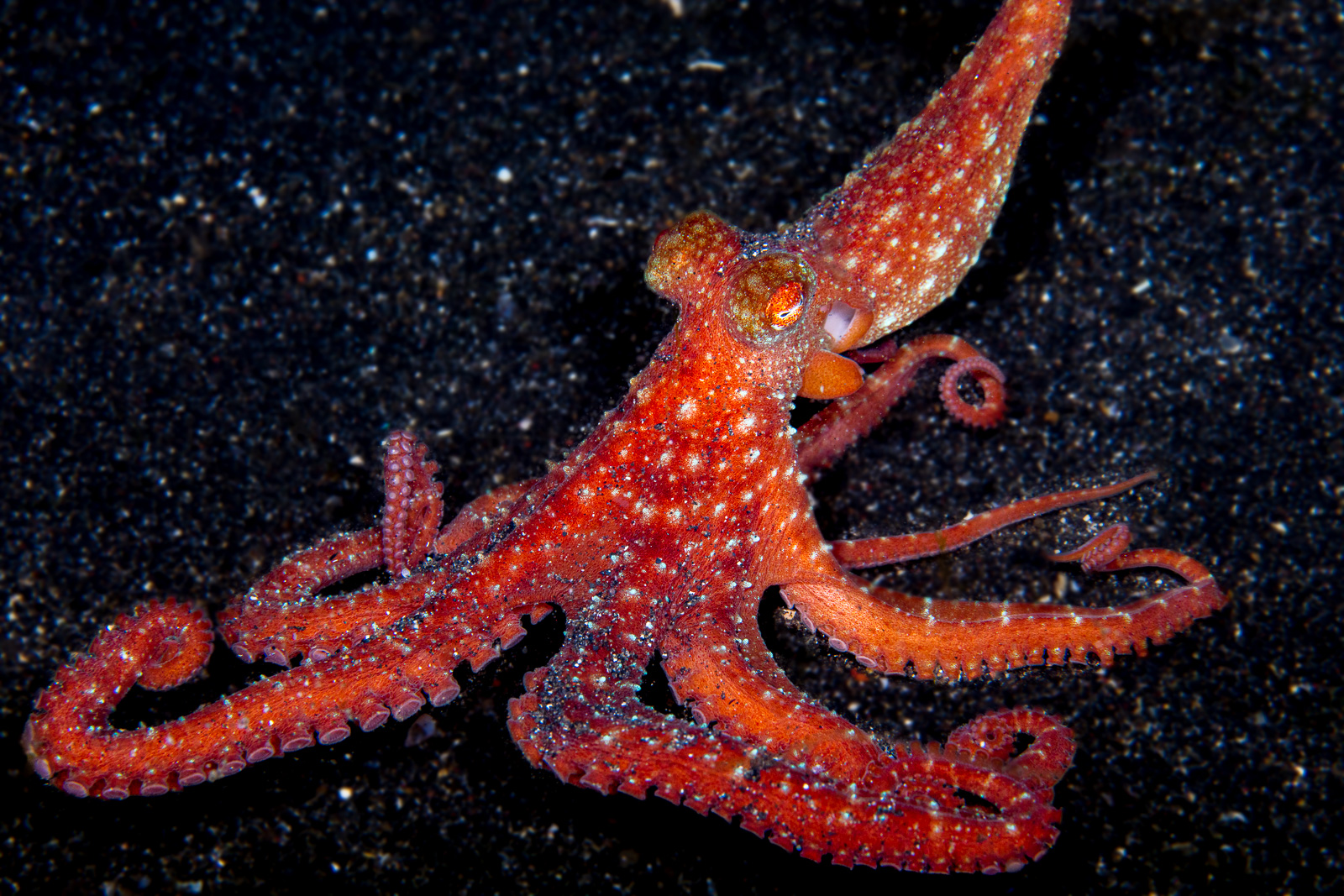 A starry night octopus, the Lembeh Strait