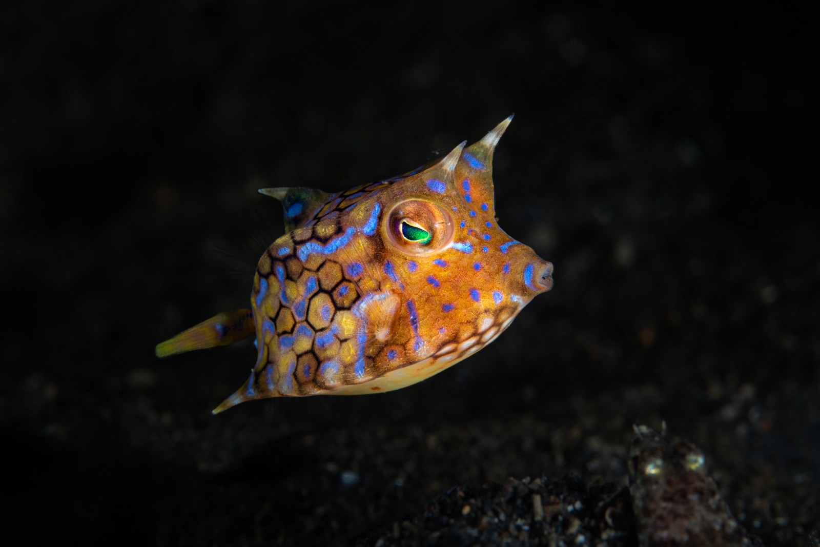 Thornback cowfish, Lactoria fornasini, Lembeh Strait