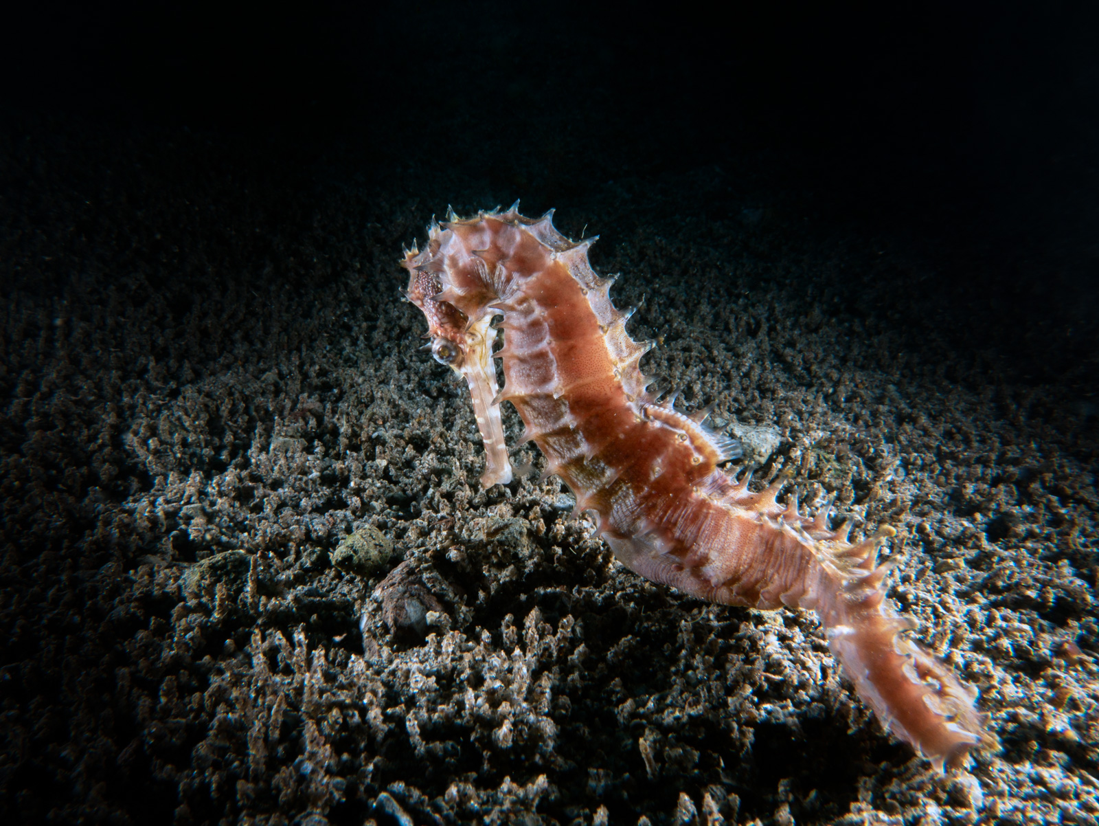 Thorny seahorse profile, Lembeh Strait