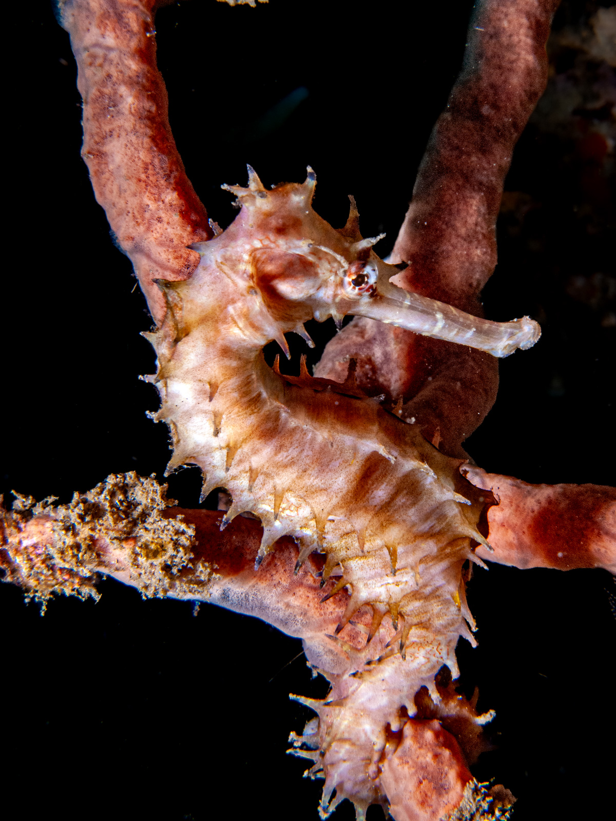 A thorny seahorse on a sponge, the Lembeh Strait