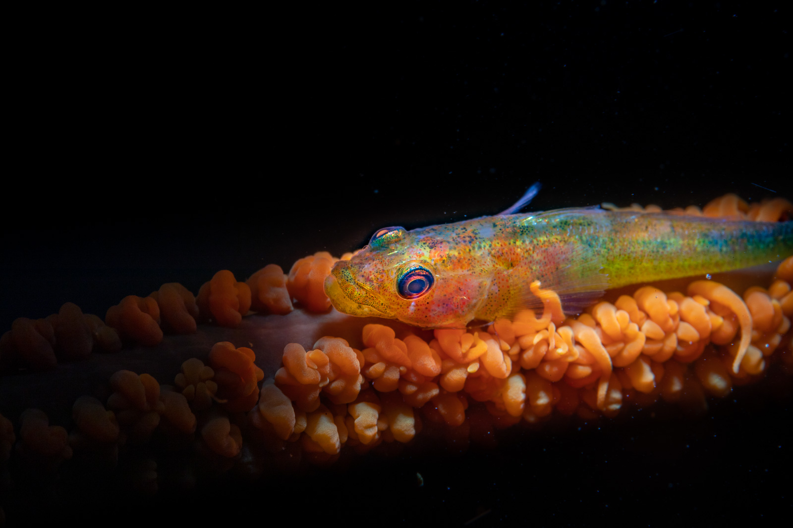 Lembeh Strait