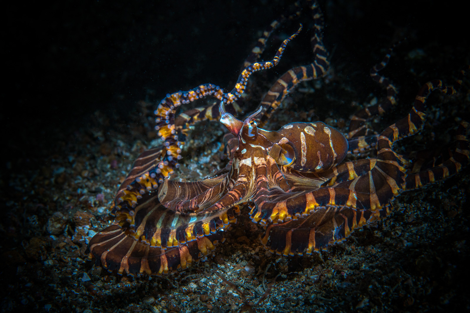 Wonderpus arms, Lembeh Strait