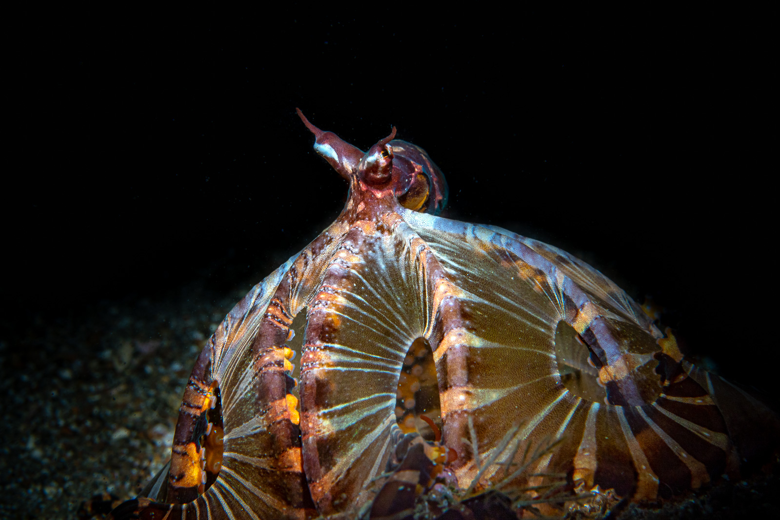 A wonderpus flaring its arms, the Lembeh Strait