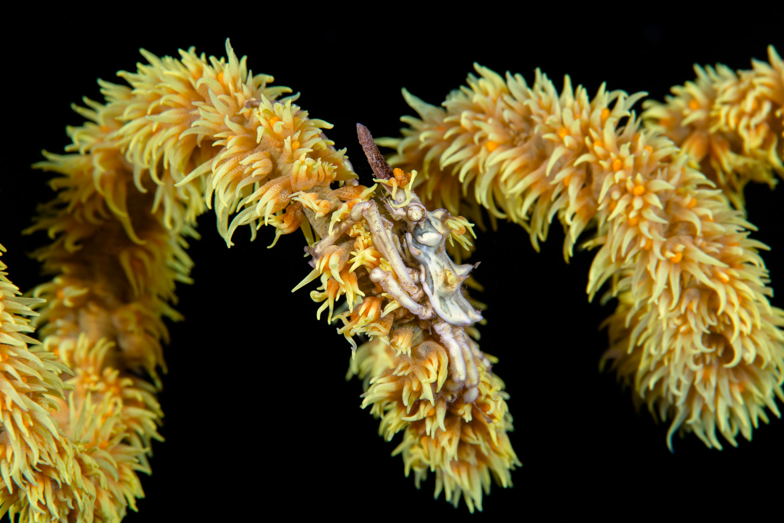 A tiny subject on a whip coral, framed without contact