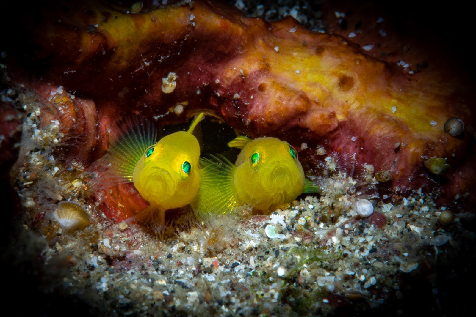 A pair of yellow gobies side by side, the Lembeh Strait