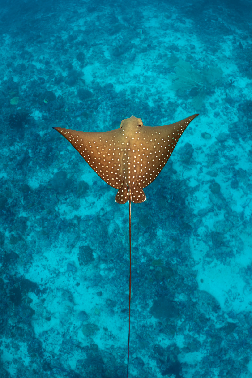 An eagle ray seen from directly above, the Maldives