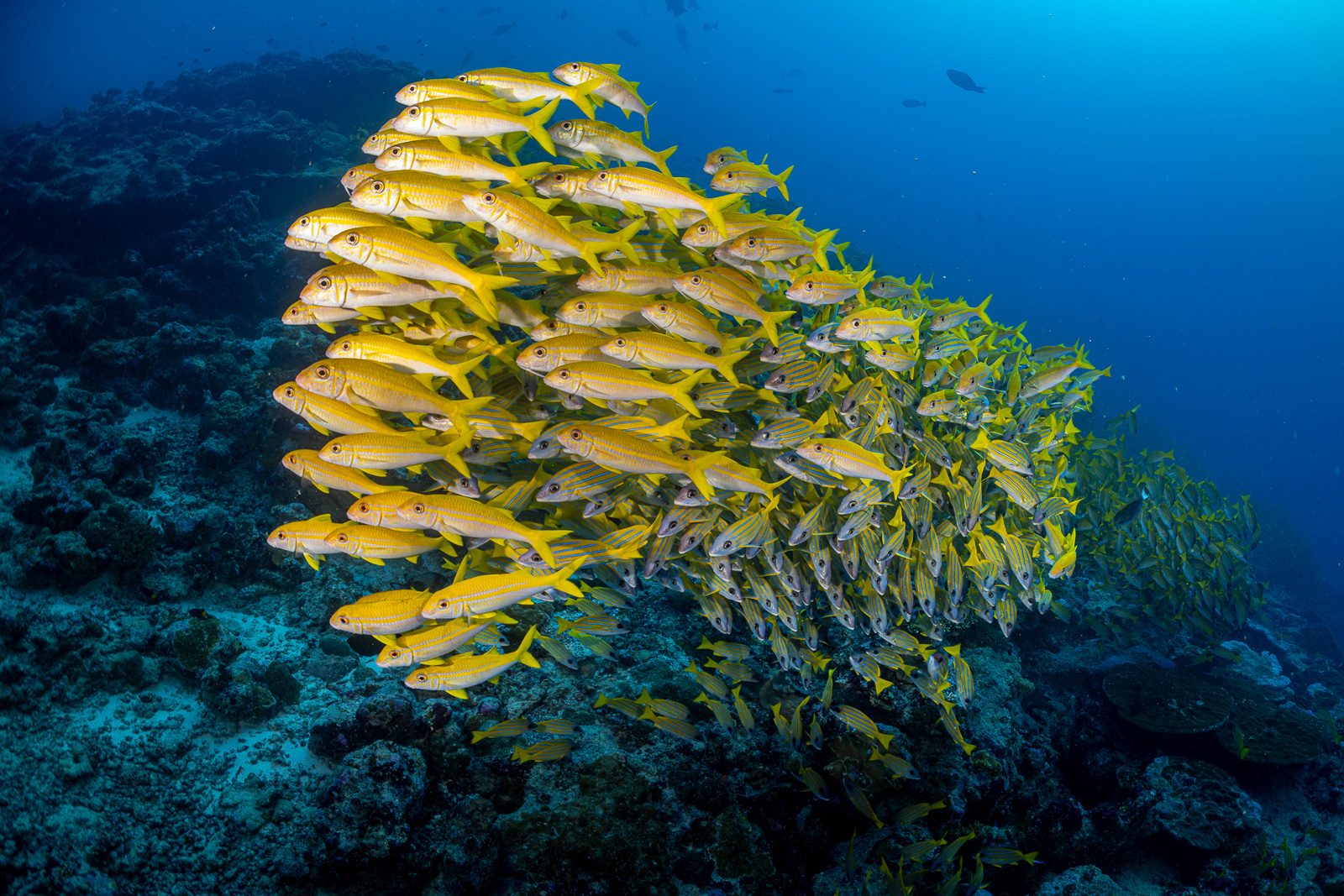 Central Atolls
