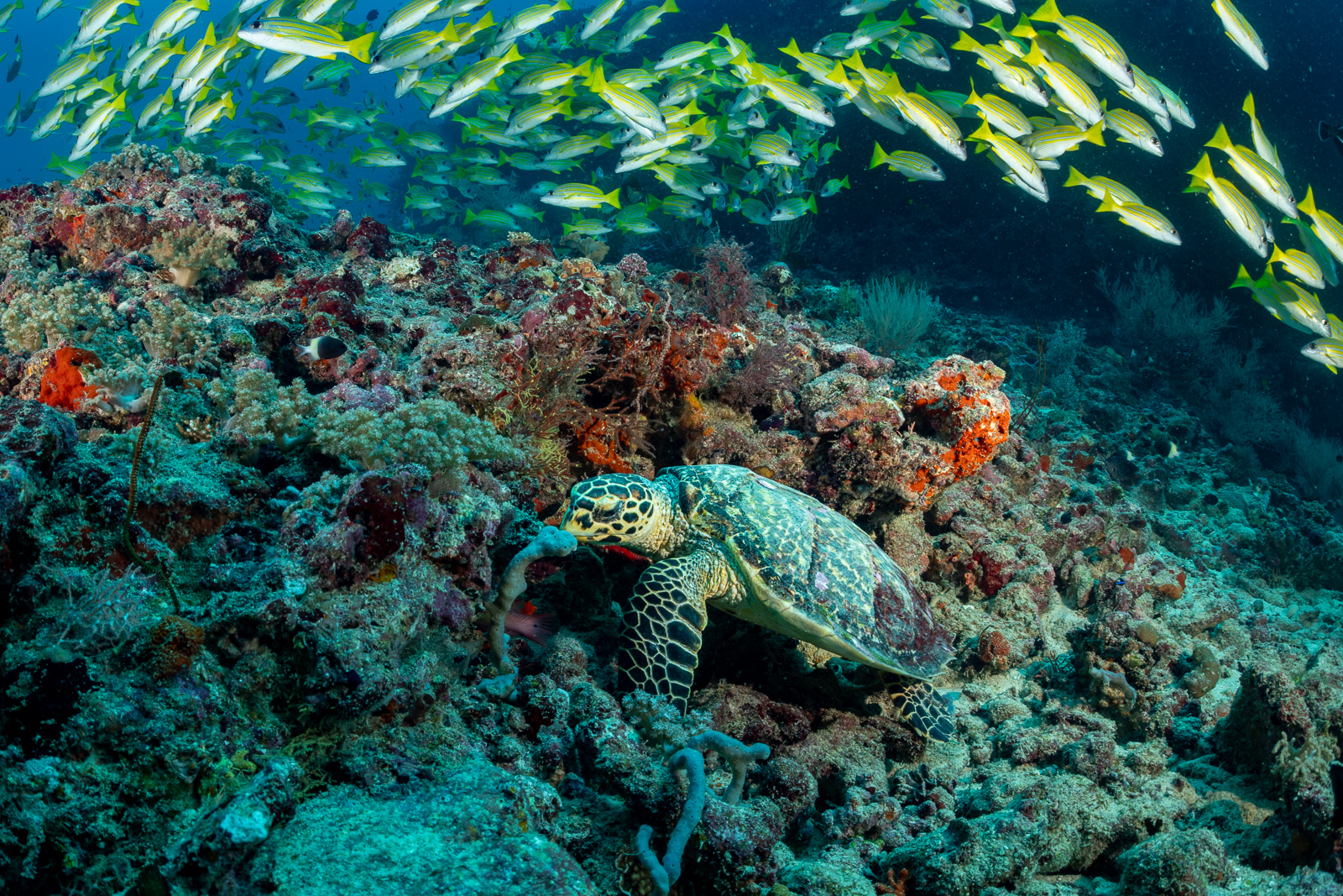 Hawksbill on the reef under a snapper school, the Maldives