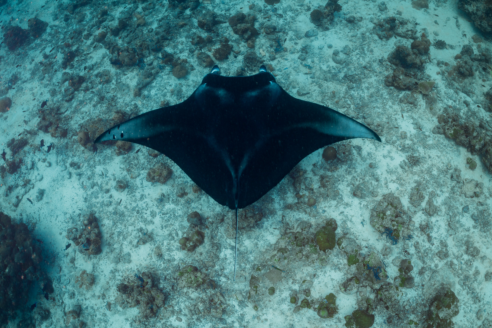 A manta ray seen from directly above, the Maldives