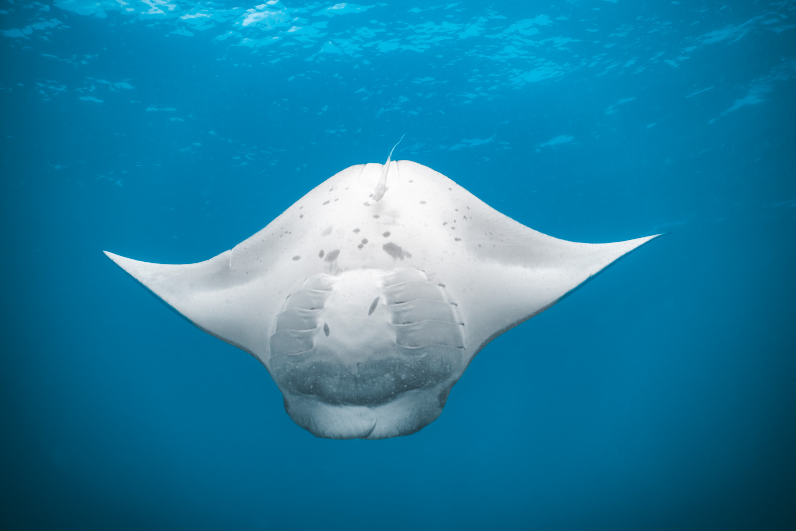 Pelagics