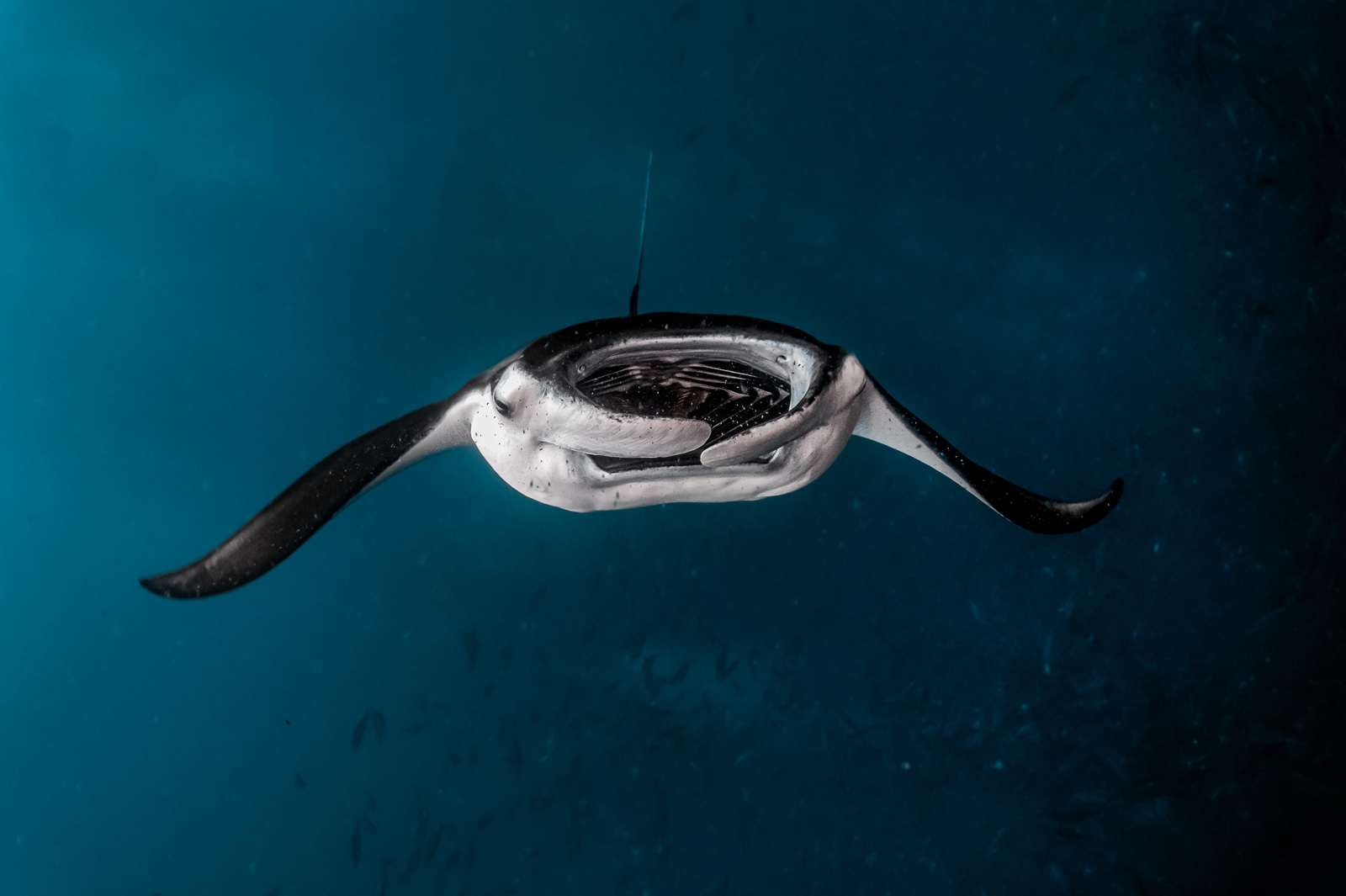 A manta ray with its mouth open, the Maldives