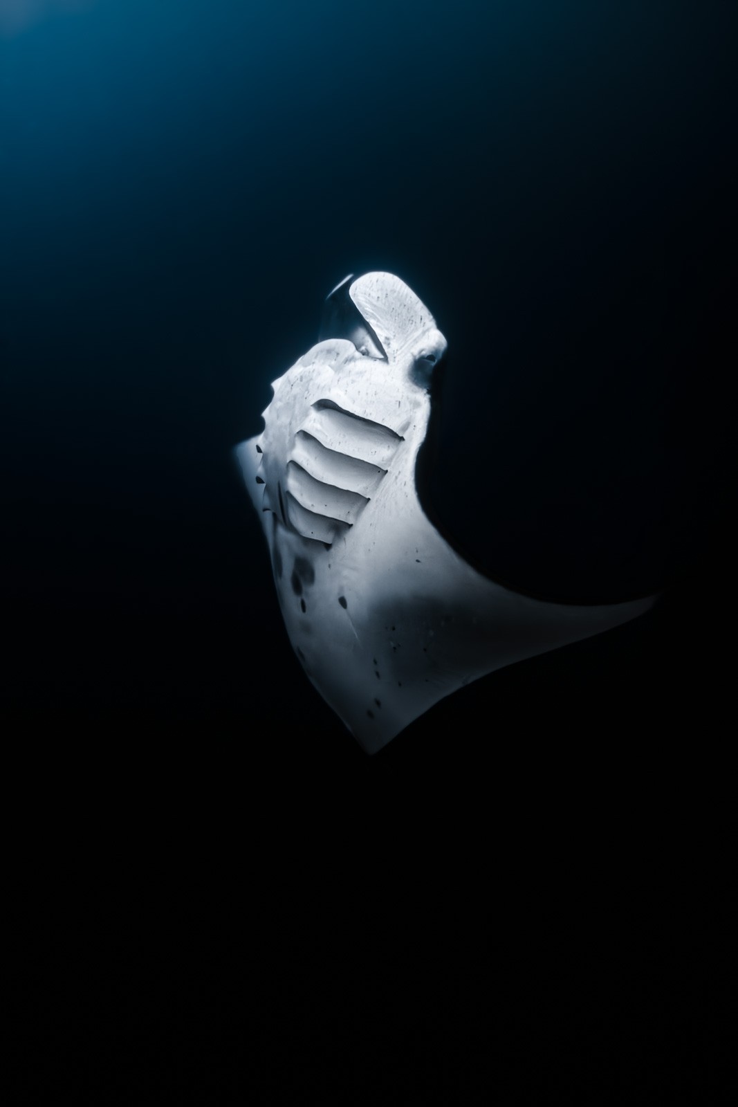 Manta underside blue, Central Atolls