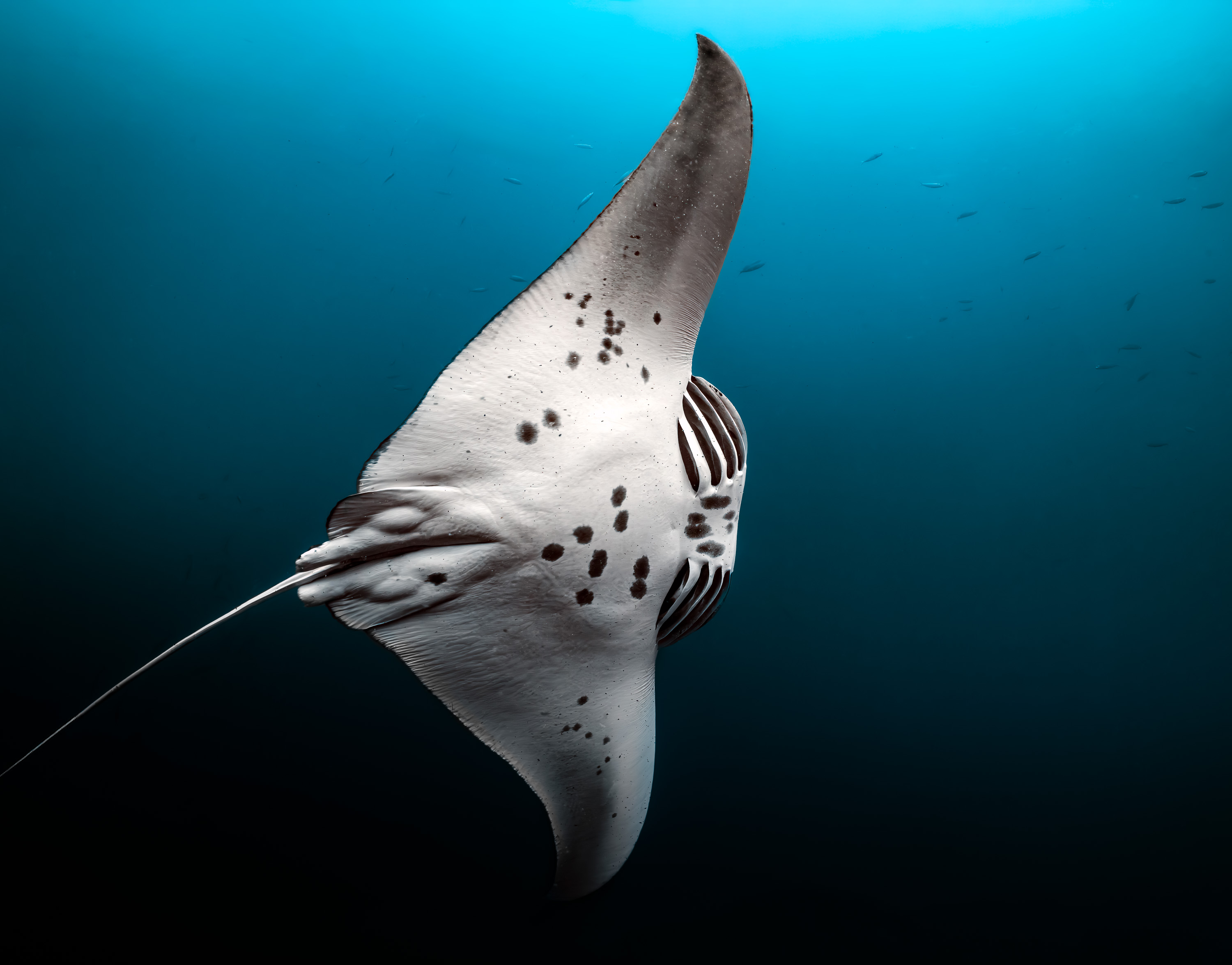 A manta ray seen from below, showing its spots, the Maldives