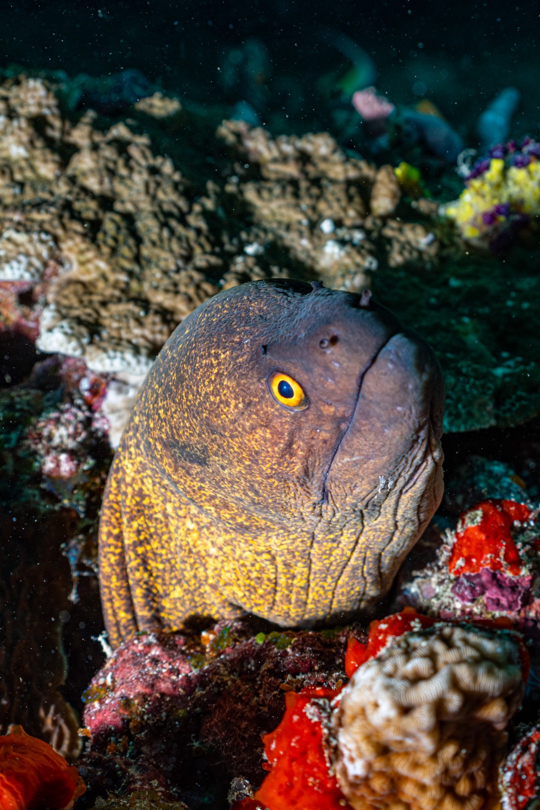 Moray head, yellow eye, Central Atolls