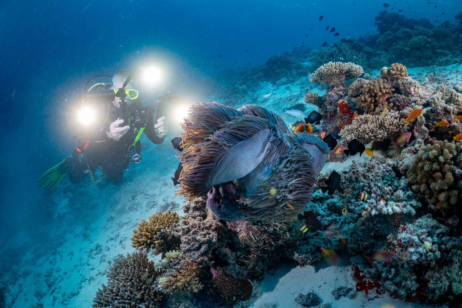 A photographer in an anemone, the Maldives