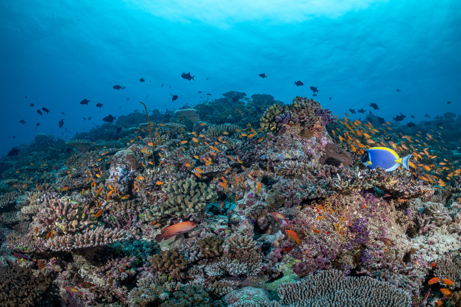 A reefscape on coral, the Maldives