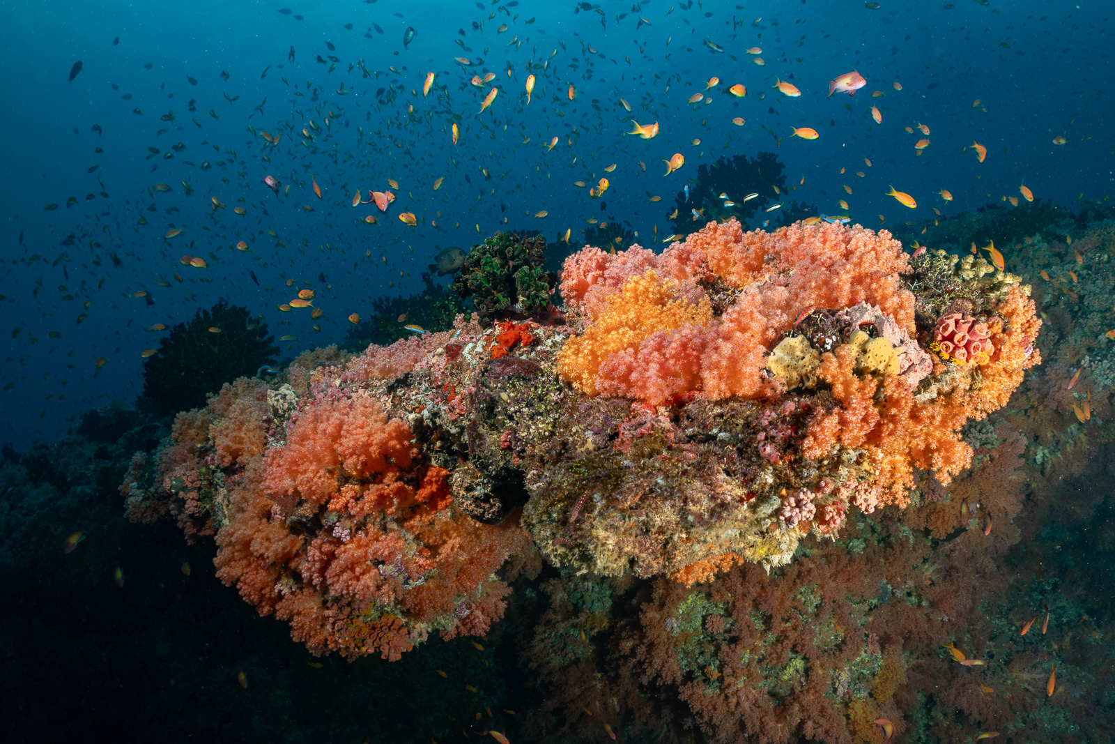 Soft coral, the Maldives