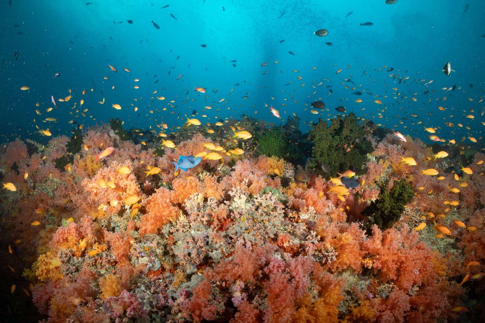 Soft coral garden with anthias, Central Atolls
