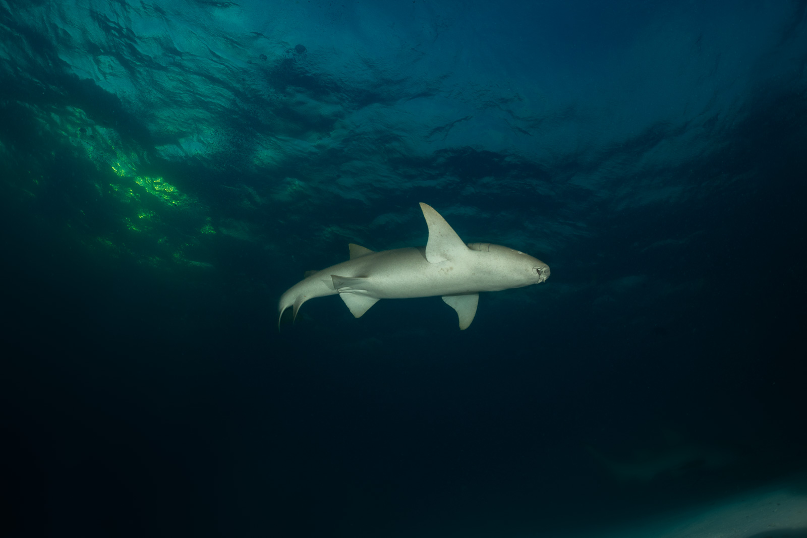 A tawny nurse shark at dusk, the Maldives