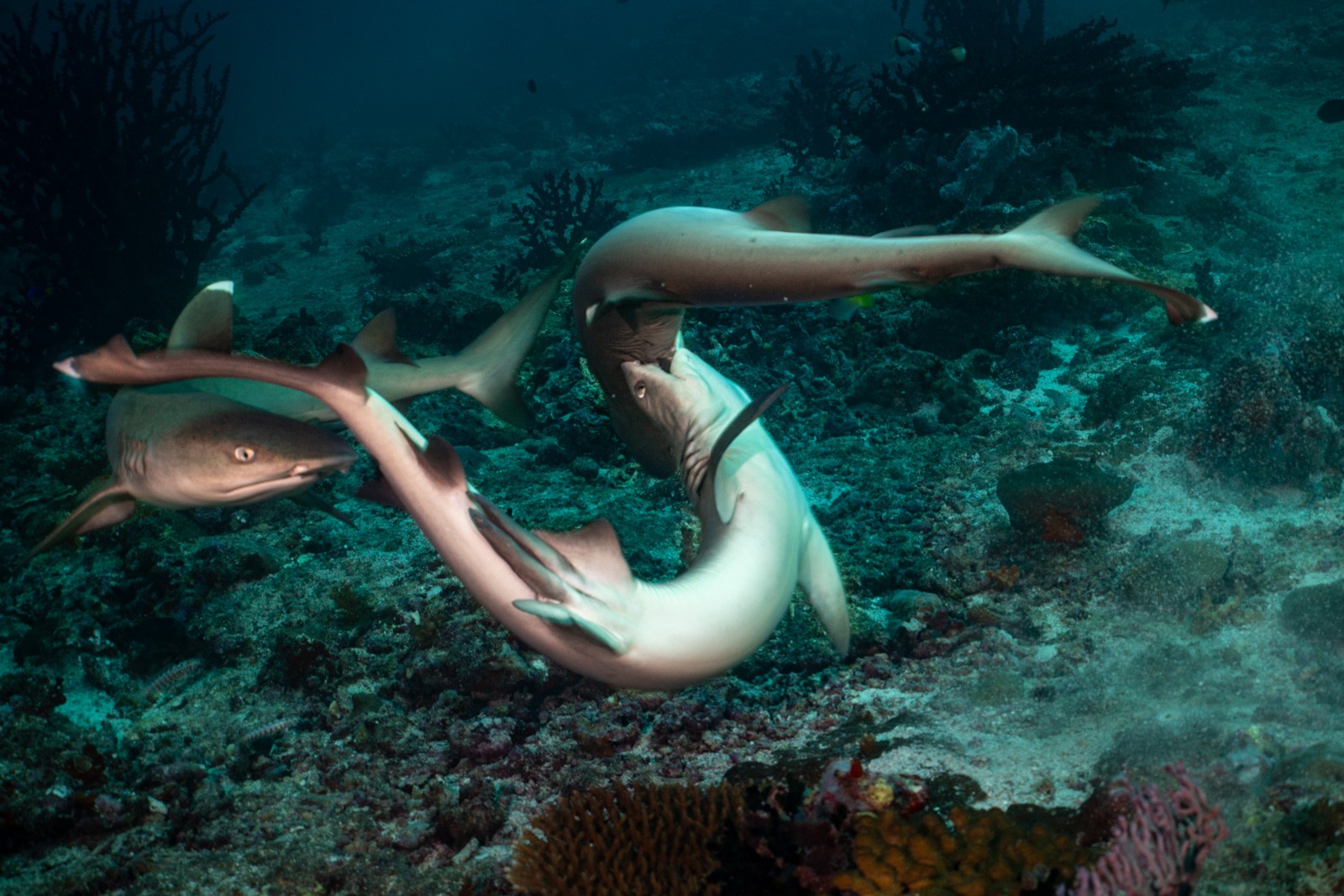 Two whitetip reef sharks on the reef, Central Atolls