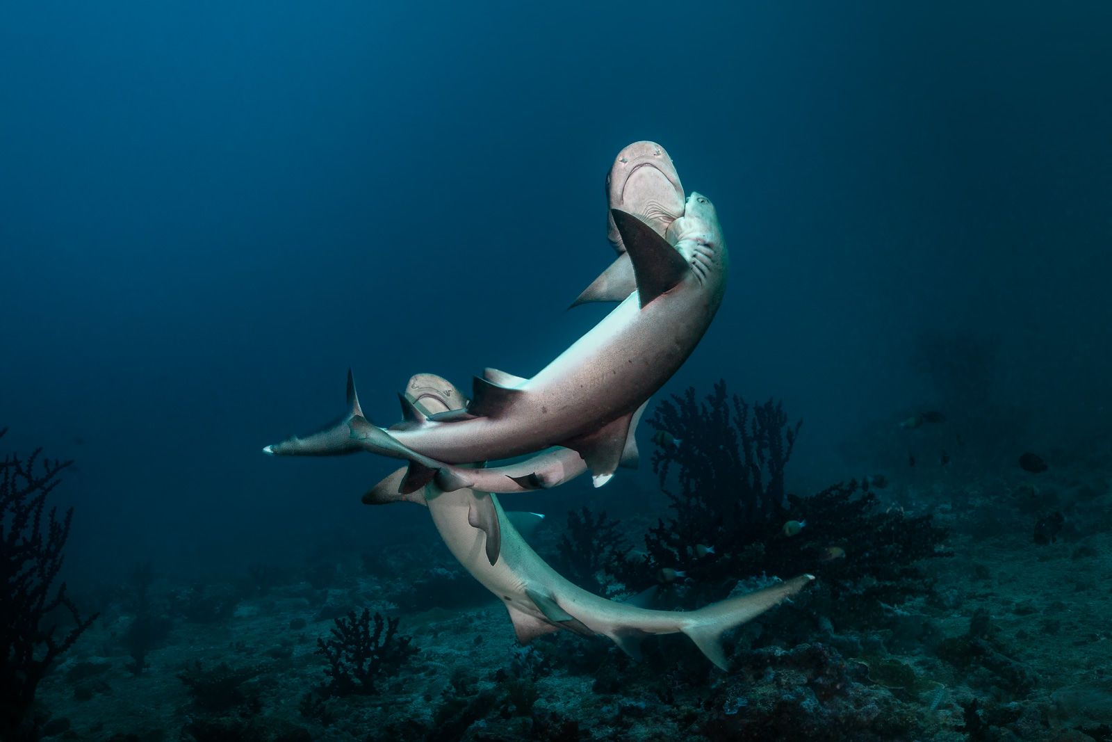 Whitetip courtship, Central Atolls