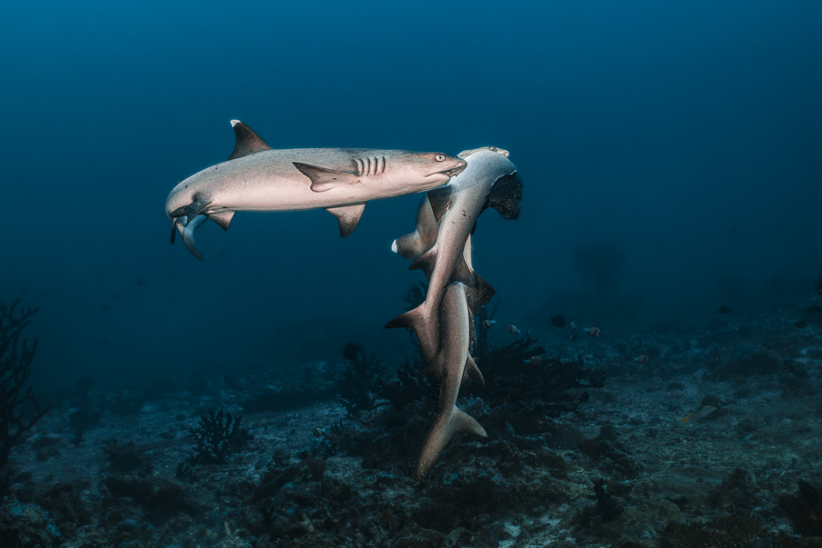 Whitetip reef sharks courting, two turning together, the Maldives