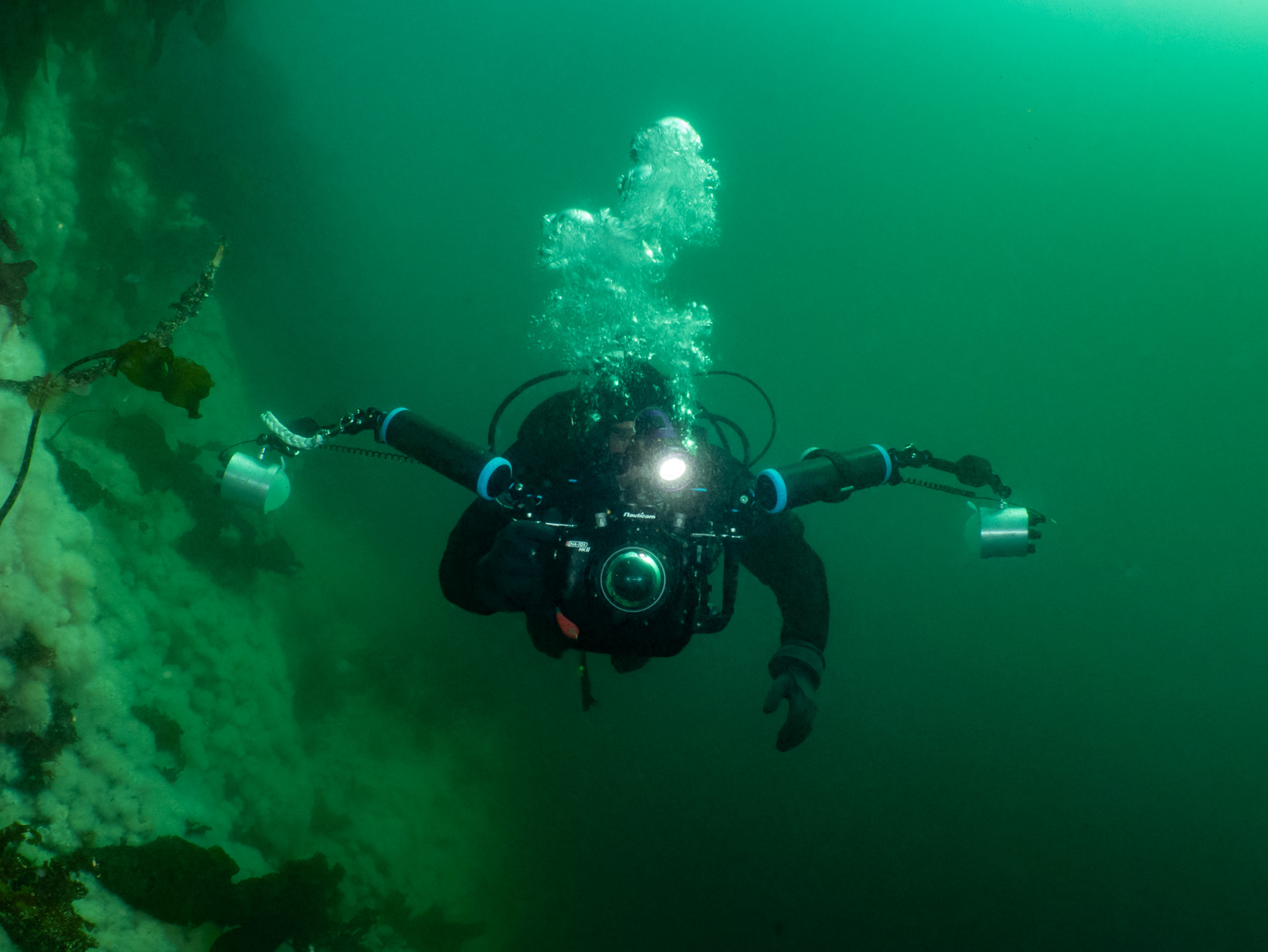 Miles in a drysuit and hood in green water, focus light on and both strobe arms spread wide, a kelp-covered wall to his right