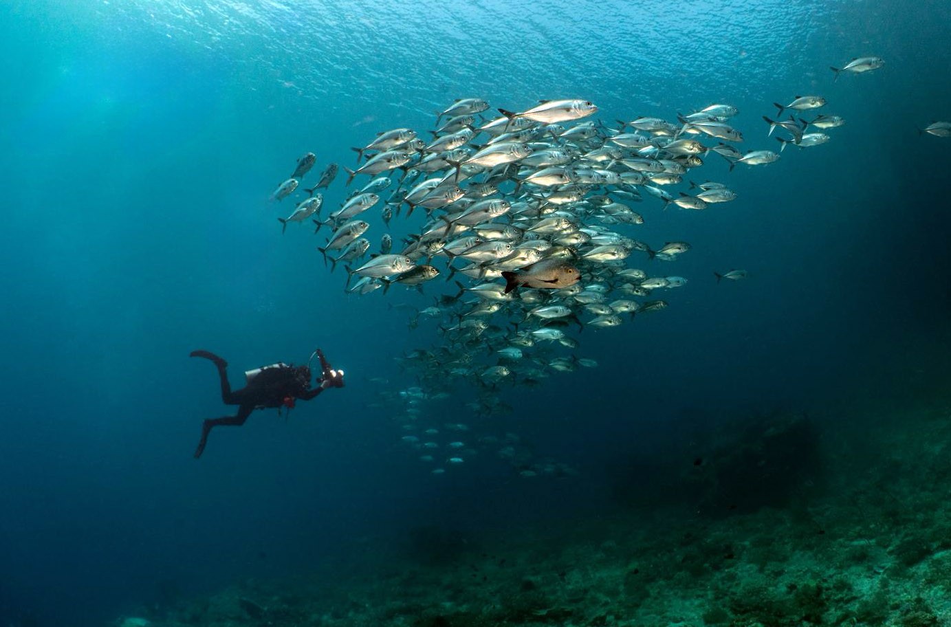 Miles hanging in blue water with the camera raised, a school of jacks above him, Misool