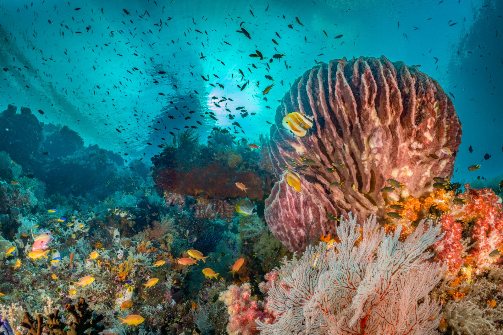Barrel sponge anchoring a reefscape, Misool