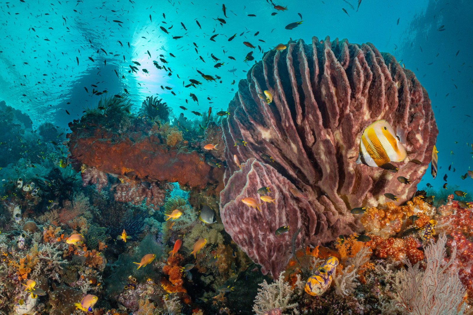 A barrel sponge under a sunburst, Misool