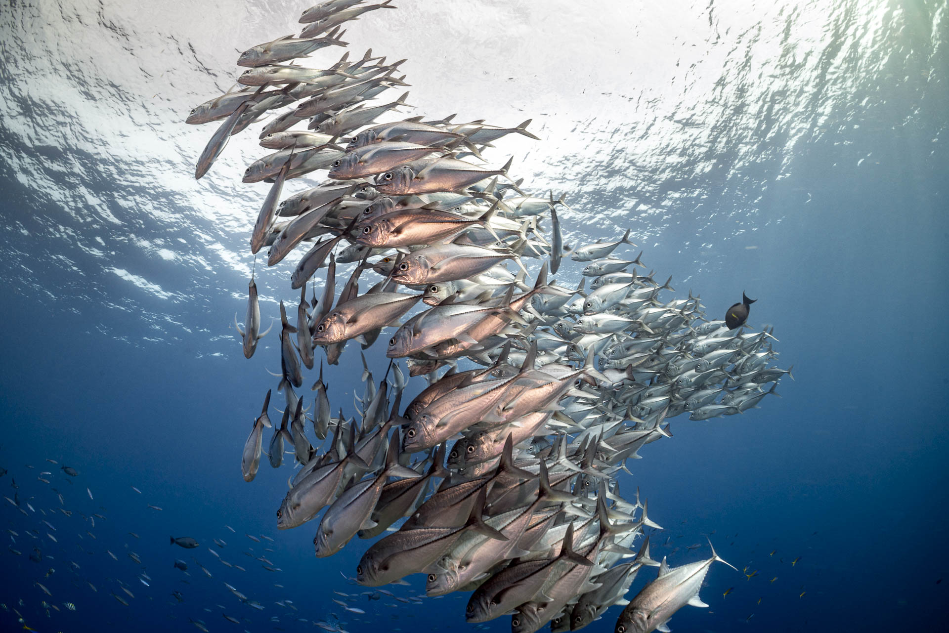 A school turning past the reef — the kind of pass you shoot a hundred frames of