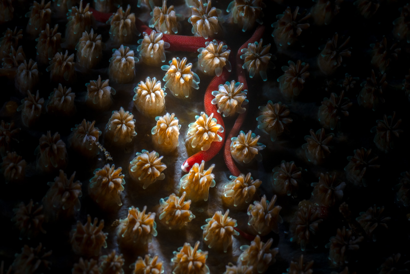 A brittle star among coral polyps, Misool