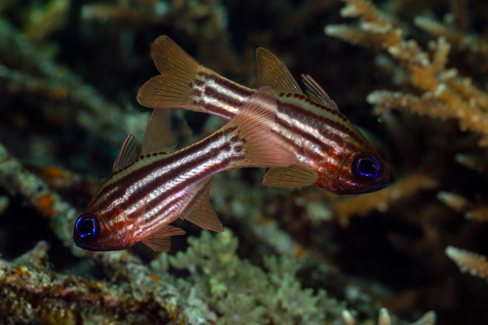Cardinalfish a pair of them, Misool