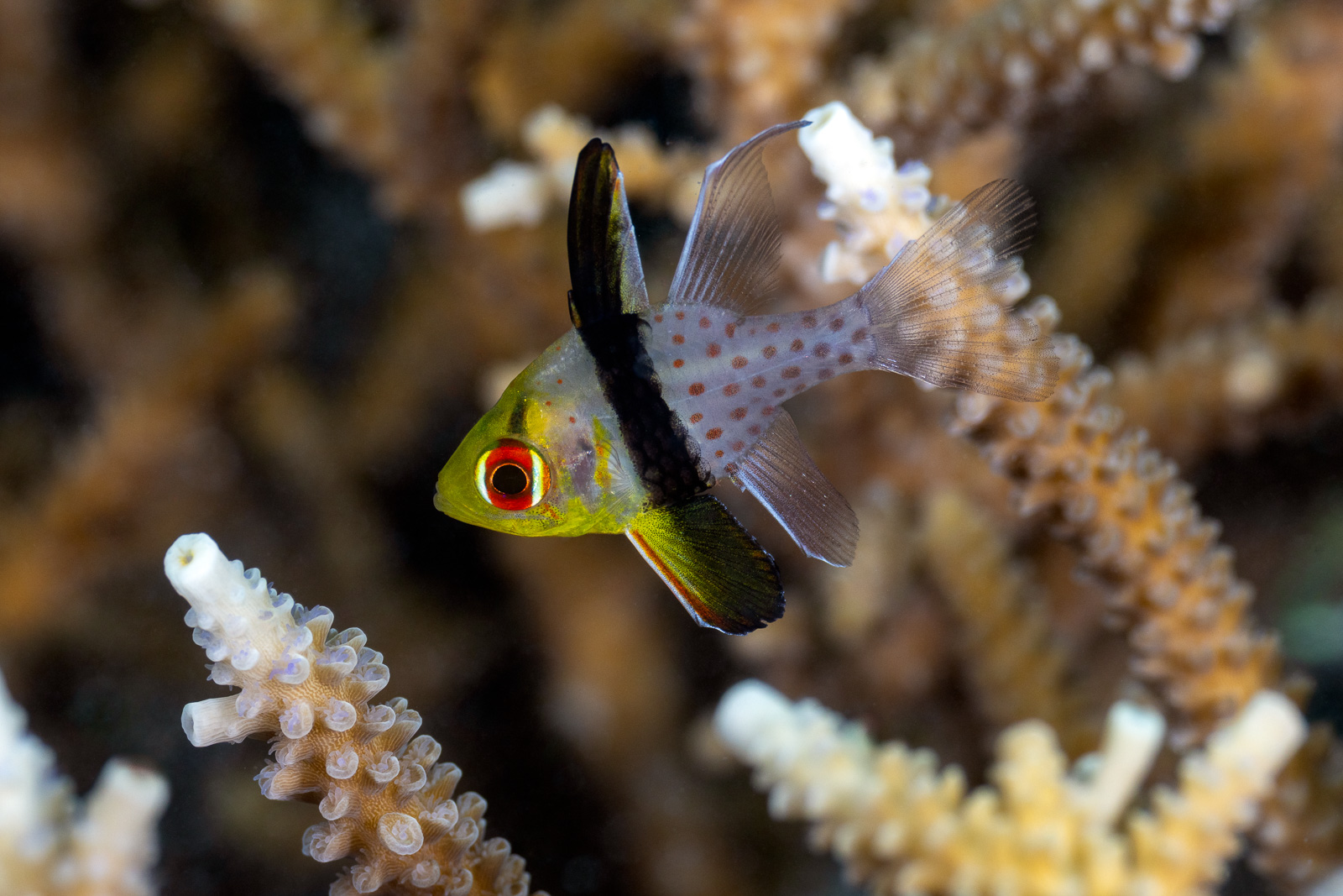Cardinalfish, Misool