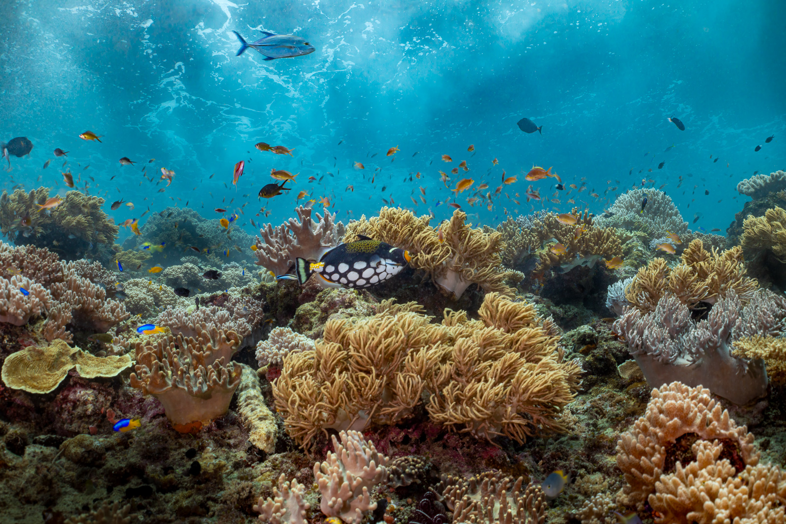 A clown triggerfish, Misool